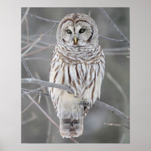 Póster Snowy Owl Poster