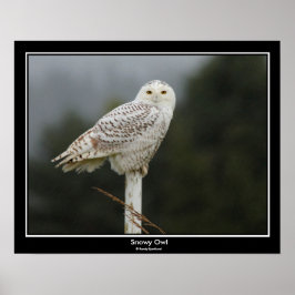 Póster Snowy Owl Poster