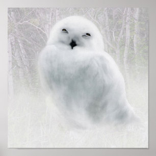 Póster Snowy Owlet