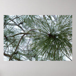 Póster Snowy Pine Needles Winter Nature Photography