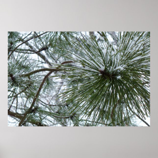 Póster Snowy Pine Needles Winter Nature Photography (Frente)