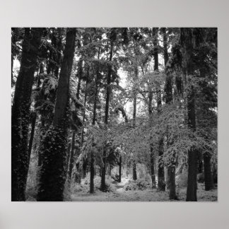 Póster Snowy Woods