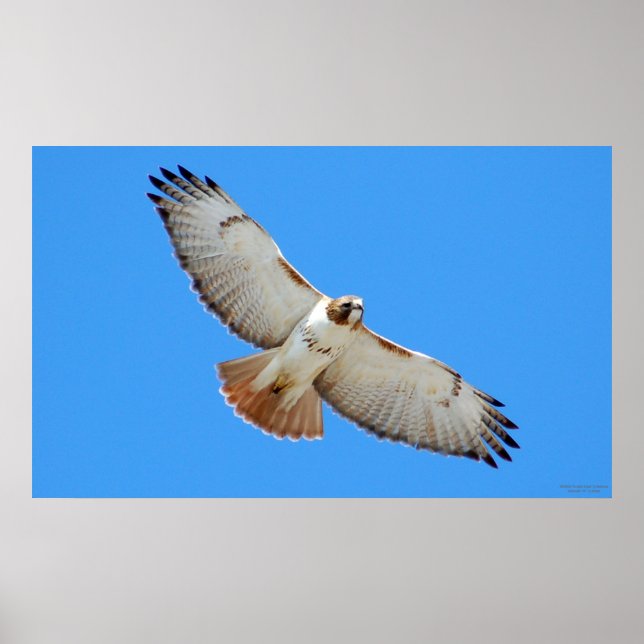 Póster Soaring Red-Tailed Hawk Poster (Frente)