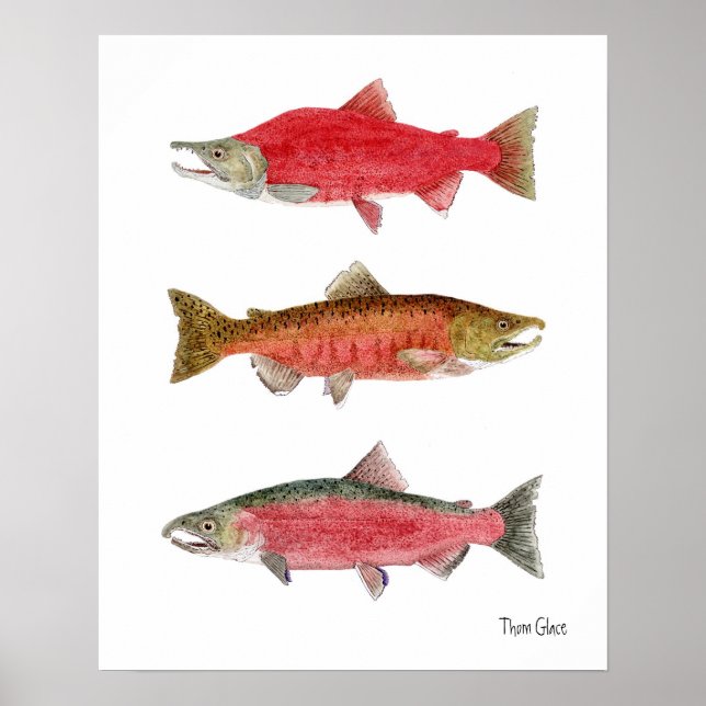 Póster Sockeye, Chinook, Coho Salmon (Frente)