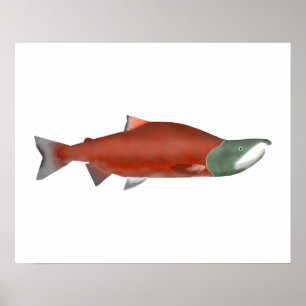 Póster Sockeye Salmon - Fase de desove