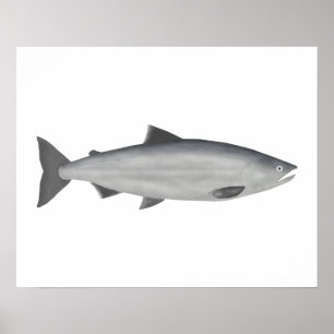 Póster Sockeye Salmon - Fase oceánica