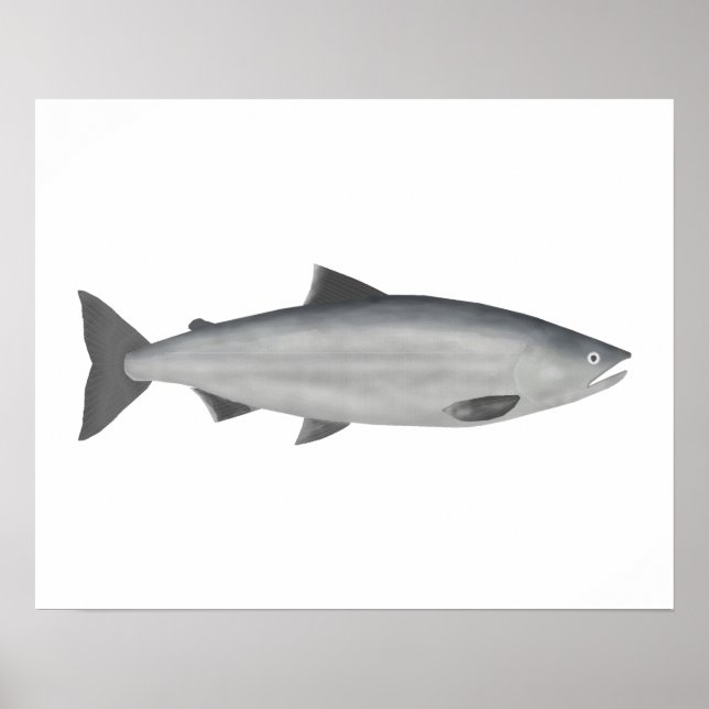 Póster Sockeye Salmon - Fase oceánica (Frente)