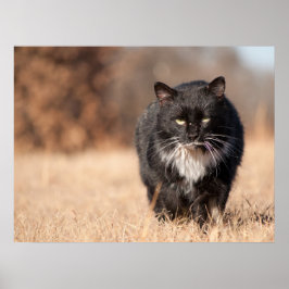 Póster Softie con aspecto medio