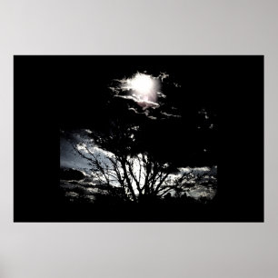 Póster Sol a árboles B&W