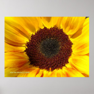 Póster Sol de girasol