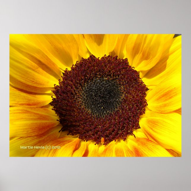 Póster Sol de girasol (Frente)