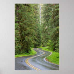 Póster Sol Duc River Road through forest