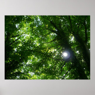 Póster Sol en los árboles
