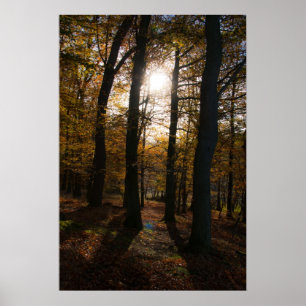 Póster Sol forestal
