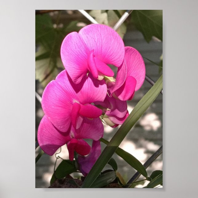 Póster Sol inmaculado e iluminación impresionante (Frente)