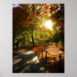 Póster Sol otoñal en Central Park, Nueva York, todos los 
