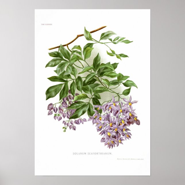 Póster Solanum seaforthianum (Frente)