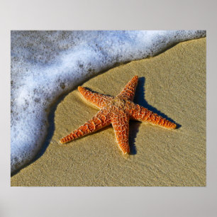 Póster Solas estrellas de mar en la playa
