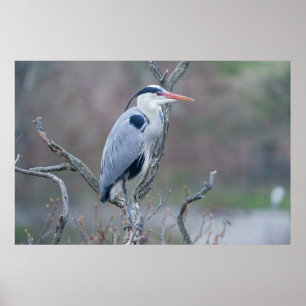 Póster Solitario Watcher Gray Heron
