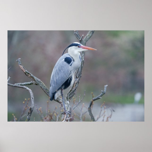 Póster Solitario Watcher Gray Heron (Frente)