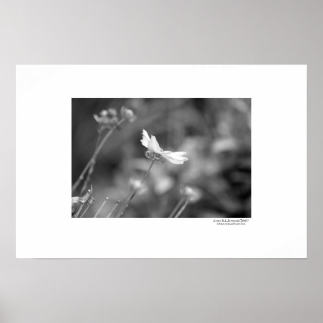 Póster Solo (Frente)