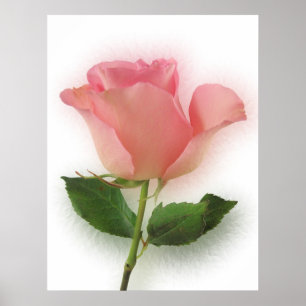 Póster Solo color de rosa rosado
