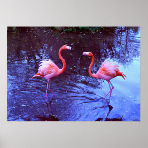 Póster Solo dos flamencos