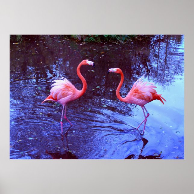 Póster Solo dos flamencos (Frente)