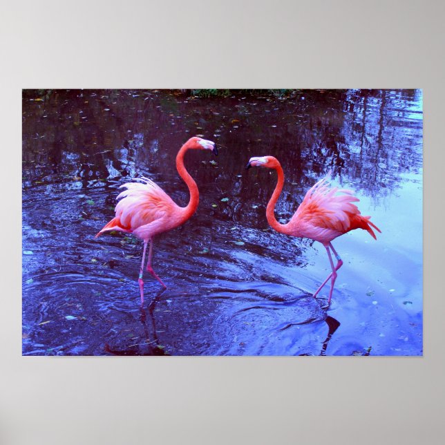 Póster Solo dos flamencos (Frente)