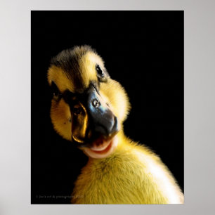 Póster Solo Ducky