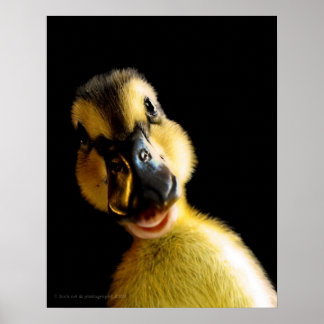 Póster Solo Ducky