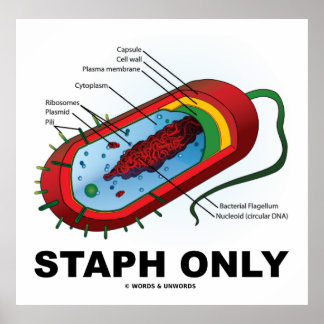 Póster Solo estafio (bacterias Prokaryote Diagrama bacter
