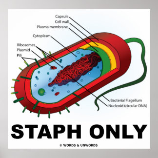 Póster Solo estafio (Prokaryote bacteriano)