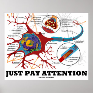 Póster Sólo hay que prestar atención (neuronas/anatómicas