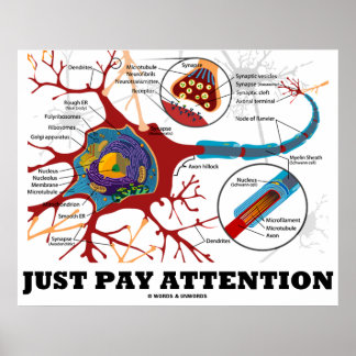 Póster Sólo hay que prestar atención (neuronas/anatómicas