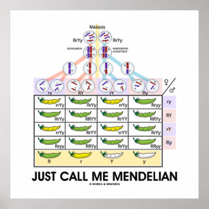 Póster Sólo Llámame Mendelian (Genética Punnett Square)