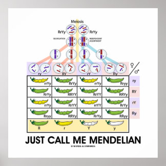 Póster Sólo Llámame Mendelian (Genética Punnett Square)