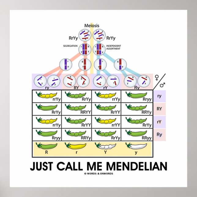 Póster Sólo Llámame Mendelian (Genética Punnett Square) (Frente)