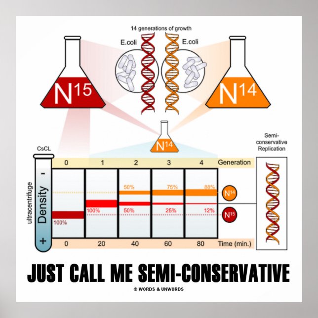 Póster Sólo Llámame Semi-Conservador (Replicación de ADN) (Frente)