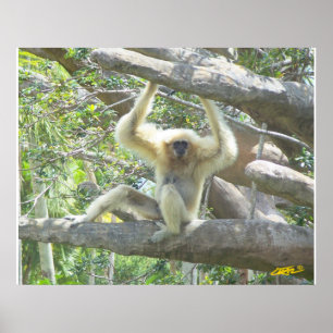 Póster Sólo me estoy quedando en casa