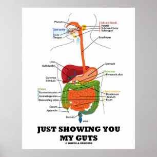 Póster Sólo Mostrando Mis Gomas (Humor Digestivo Del Sist