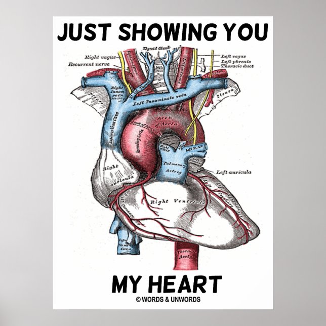 Póster Sólo mostrándote mi corazón (anatomía cardíaca) (Frente)