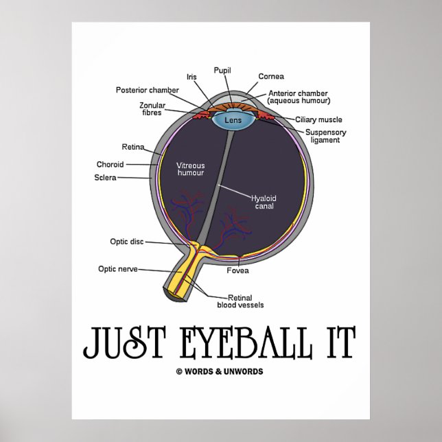 Póster Sólo Ojo (Aproximación De Anatomía De Ojos Diciend (Frente)