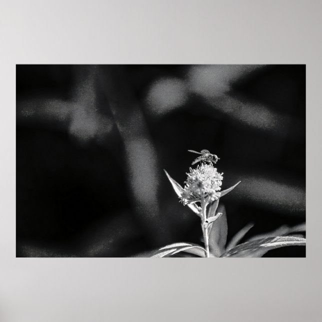 Póster Sólo oro de vuelo (Frente)