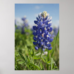 Póster Solo poster de Tejas del Bluebonnet