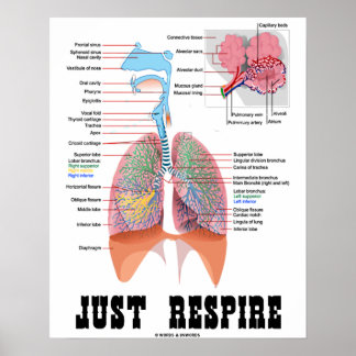Póster Sólo Respire (Sistema Respiratorio)