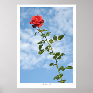 Póster Solo rosa rojo