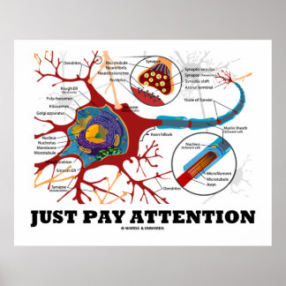 Póster Sólo tiene que prestar atención a Neuronas/Sinapsi