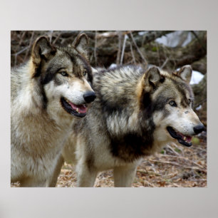Póster Sólo un par de lobos