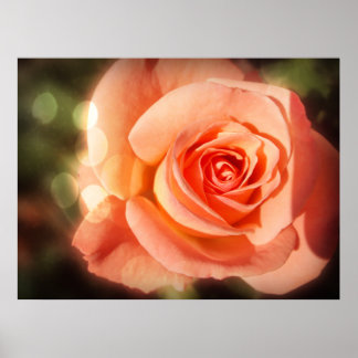 Póster Sólo un rosa